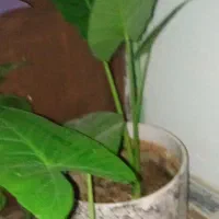 باباادم