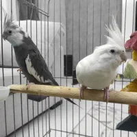 عروس هلندی جفت مولد خ الهیه ۱۱/۱۳|پرنده|بندرعباس, |دیوار