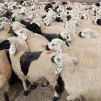 گوسفند شیشک نزاییده بره نر کوهی با ذبح اسلامی|حیوانات مزرعه|قم, زنبیل آباد|دیوار