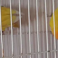 طوطی برزیلی|پرنده|بندر ماهشهر, |دیوار