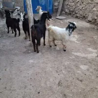 بز و بزغاله