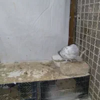 کفتر تهرانی پرشی|پرنده|هشتگرد, شهرک بعثت|دیوار