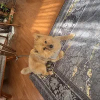 سگ پامرین روباهی