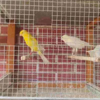 قناری رد فکتور و کشیده بلند|پرنده|اصفهان, سپاهان‌شهر|دیوار