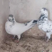 نرو ماده دهن جور|پرنده|کاشان, لتحر|دیوار