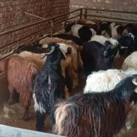 ۲۳۰ عدد بزغاله نر|حیوانات مزرعه|بستان آباد, |دیوار