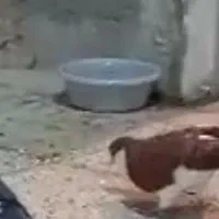 ساده کلاغ دم نرو ماده|پرنده|مشهد, اروند|دیوار