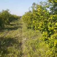 فروش-باغچه-708-متری-بنوار-شامی-کوچه-باغ-بهار