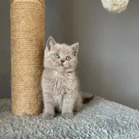 اصیل ترین گربه ها