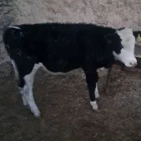 گوساله ماده سیمینتال