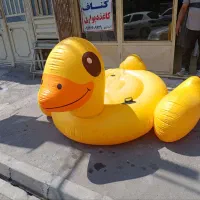 اردک ابی