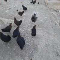 مرغ جوان کردی