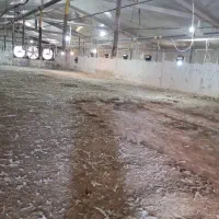 کود مرغی|خدمات باغبانی و درختکاری|تهران, افسریه شمالی|دیوار