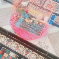 مرغ عشق|پرنده|کهنوج, |دیوار