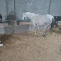 اسب مادیان|اسب و تجهیزات اسب‌سواری|اسفراین, |دیوار