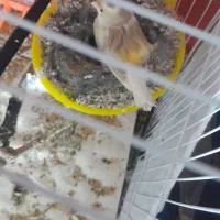 قناری جوفت رویی توخم