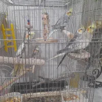 عروس هلندی|پرنده|محمدشهر, کوی بهار|دیوار