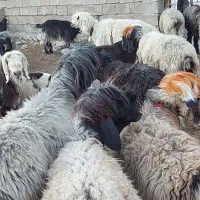 میش بختیاری  معاوضه با ماشین خارجی خوب|حیوانات مزرعه|شیراز, انجیره|دیوار