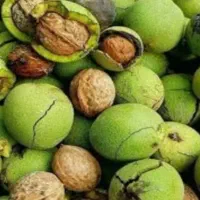 فروش عمده گردو