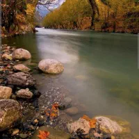 فروش نهال کشاورزی (چنار )