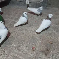 ی طوقی پر پری زیر پا دار دیروز ازم رفته