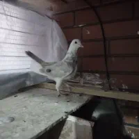 ابلغ|پرنده|پردیس, فاز ۸|دیوار