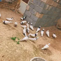 هفرنگ