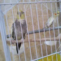 فروش جفت عروس هلندی