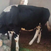 گوساله گوشتی