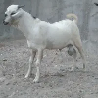 نری سومال با کهره ماده|حیوانات مزرعه|بندرعباس, |دیوار