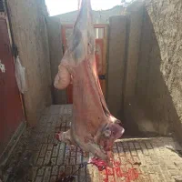 گوسفند زنده بره نر گوشت شقه ای|حیوانات مزرعه|هشتگرد, خور|دیوار