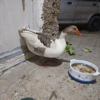 غازنر محلی درشت