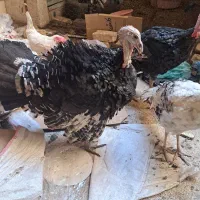 بوغلمون گوشتی