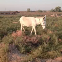 الاغ|حیوانات مزرعه|گنبد کاووس, |دیوار