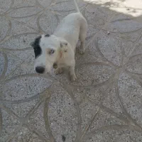 سگ پا کوتاه
