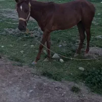 اسب