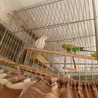 مرغ عشق|پرنده|اصفهان, ارداجی|دیوار