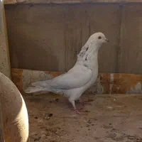 کفتر  ۵ تا گرفتنی|پرنده|ری, سرتخت|دیوار