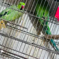 طوطی خورشیدی راهب ملنگو قناری فنچ مرغ عشق در کنگان|پرنده|بوشهر, |دیوار