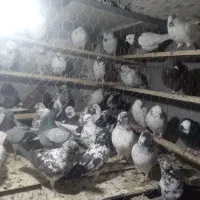 کفتر‌فروشی