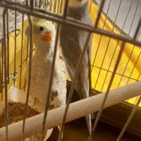 عروس هلندی مولد به شرط