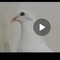 کبوترپتی والا پاکستانی وزاغ سیاه آبادانی|پرنده|بوشهر, |دیوار