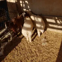 ۲عدد بره نر