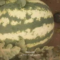 هندوانه