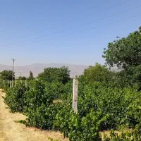 باغ-انگور-وگردو