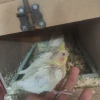 جوجه عروس هلندی|پرنده|قم, کیوانفر|دیوار