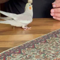 پرنده /طوطی عروس|پرنده|آمل, |دیوار