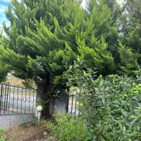 ۱۵عدد کاج پربار