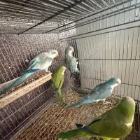 پنج عدد طوطی راهب بالغ و مرتب