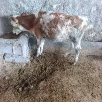 گوساله ماده سیمیتال